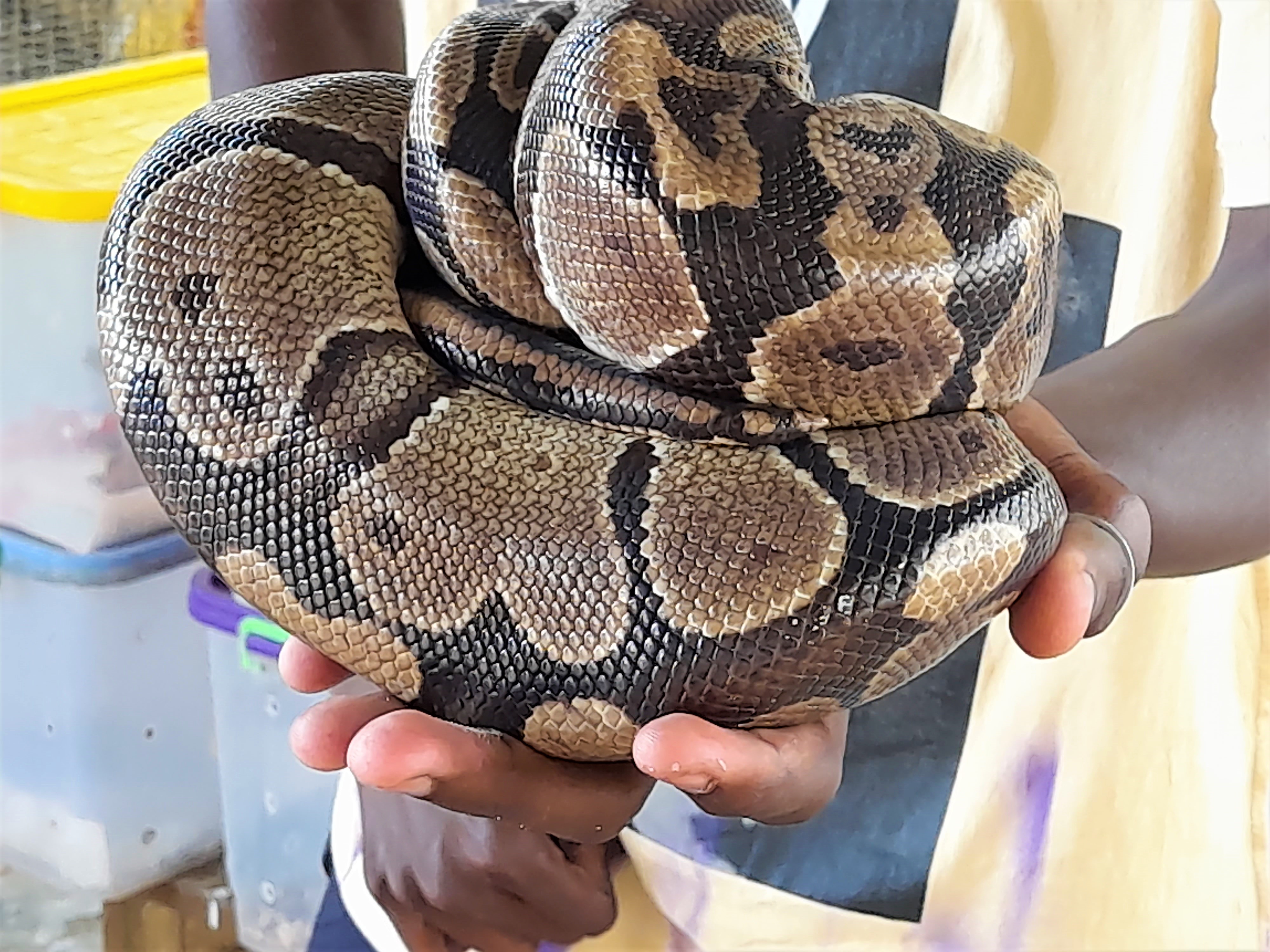  exposition animaux momifiés  au mini zoo fauna cultura de Lomé